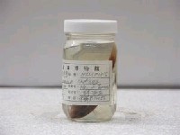 藏品(印度海鯡鯉)的圖片